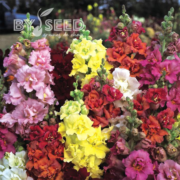 Muflier F1 double Madame Butterfly Mix