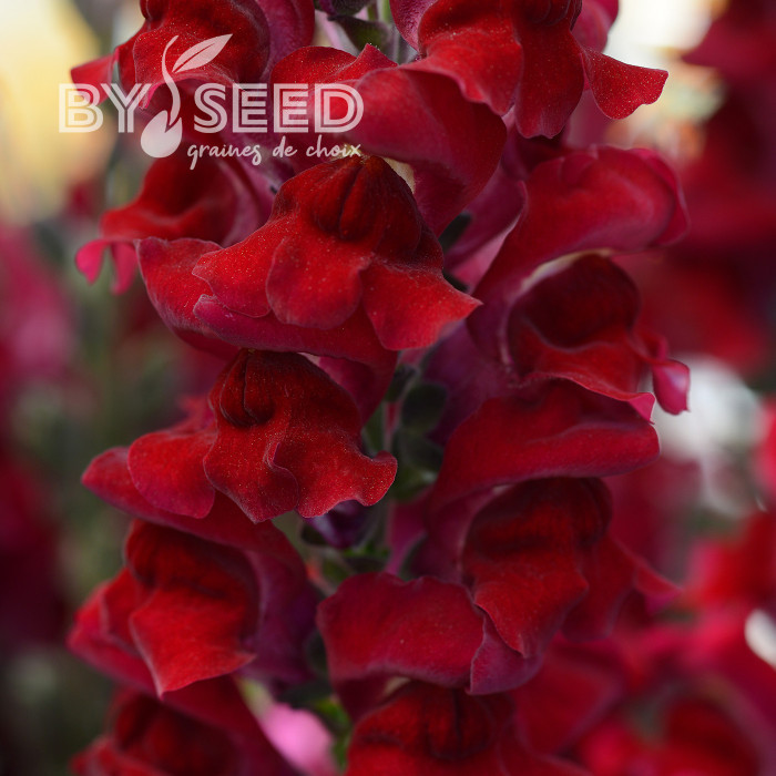 Muflier F1 Rocket Red