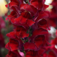 Muflier F1 Rocket Red