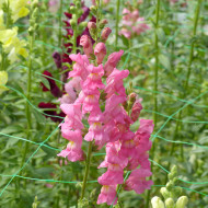 Muflier F1 Rocket Rose Shades