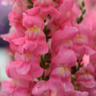 Muflier F1 Rocket Rose Shades
