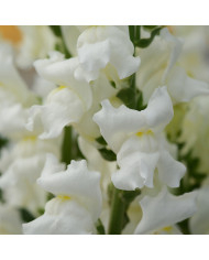 Muflier F1 Sweet Duet Appleblossom