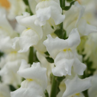 Muflier F1 Rocket White