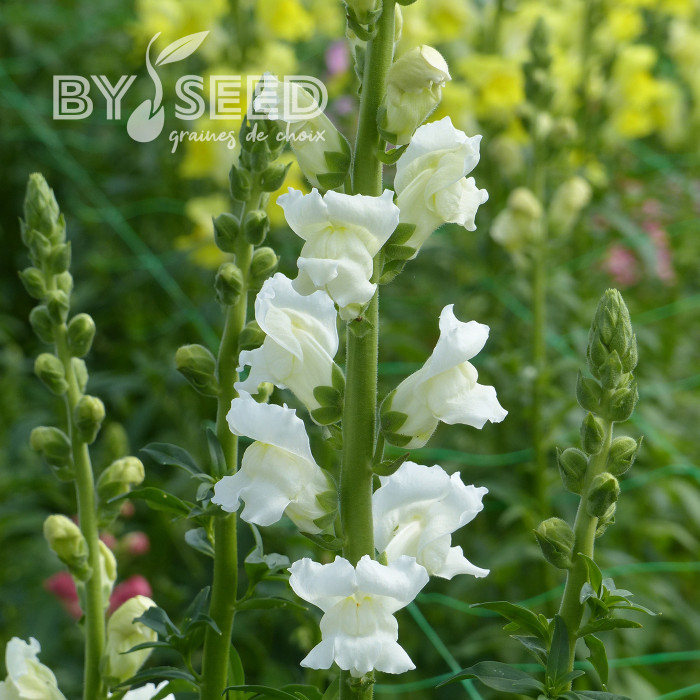 Muflier F1 Rocket White