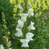 Muflier F1 Rocket White