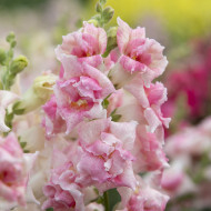 Muflier F1 Sweet Duet Appleblossom