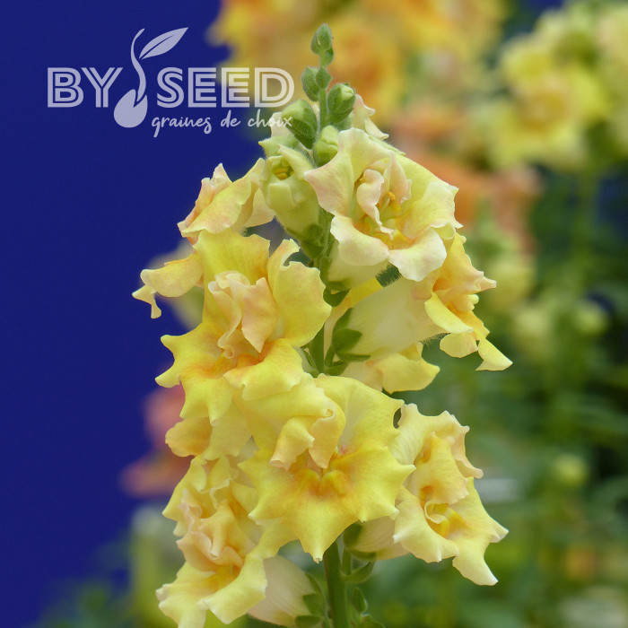 Muflier F1 Sweet Duet Citrus