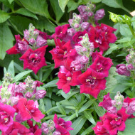 Muflier F1 Sweet Duet Deep Red