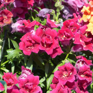 Muflier F1 Sweet Duet Deep Red
