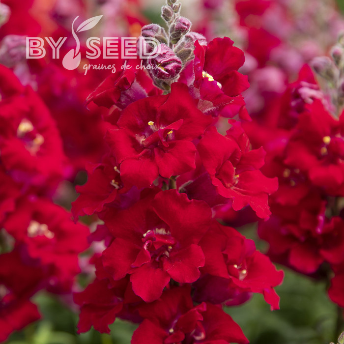 Muflier F1 Sweet Duet Deep Red