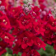 Muflier F1 Sweet Duet Deep Red