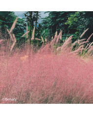 Muhlenbergia reverchonii Rosy