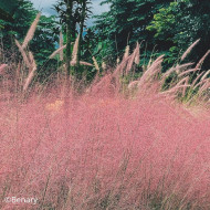 Muhlenbergia capillaris Ruby