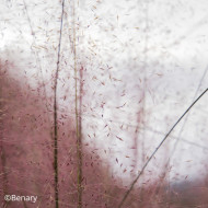 Muhlenbergia capillaris Ruby