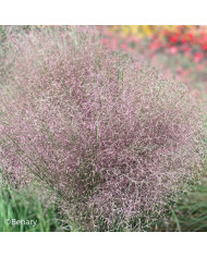 Muhlenbergia capillaris Ruby