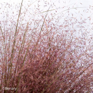 Muhlenbergia reverchonii Rosy