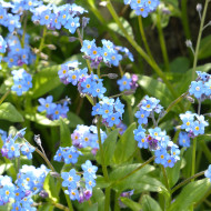 Myosotis des Alpes indigo
