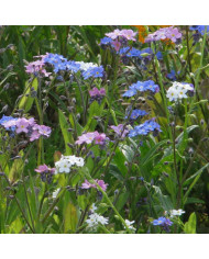 Myosotis des Alpes indigo