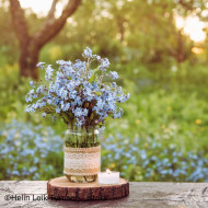 Myosotis Mammouth