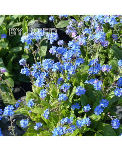 Myosotis nain Ultramarine
