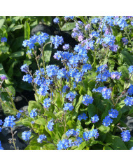 Myosotis Mammouth