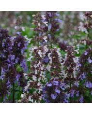 Nepeta racemosa (mussinii) Blanc