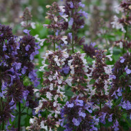 Nepeta grandiflora Border Ballet