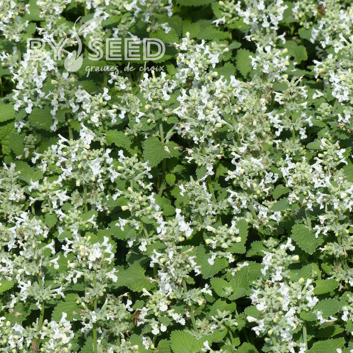 Nepeta racemosa (mussinii) Blanc