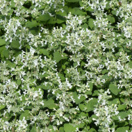 Nepeta racemosa (mussinii) Blanc