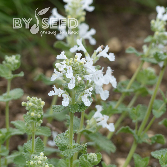 Nepeta racemosa (mussinii) Blanc