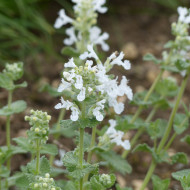 Nepeta racemosa (mussinii) Blanc