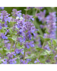 Nigelle d'Espagne Delft Blue