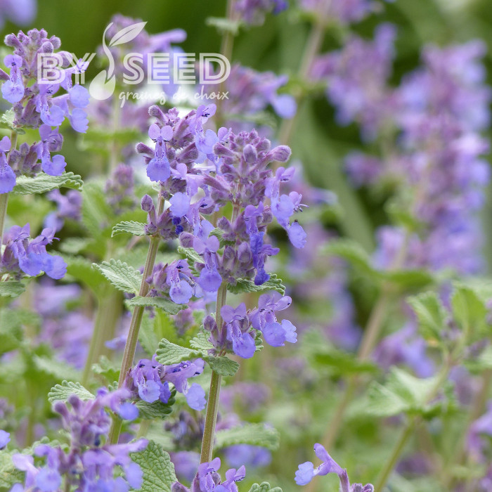 Nepeta racemosa (mussinii) Bleu