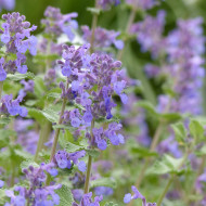 Nepeta racemosa (mussinii) Bleu