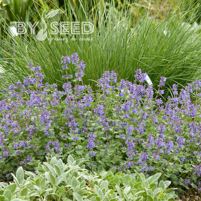 Nepeta racemosa (mussinii) Bleu