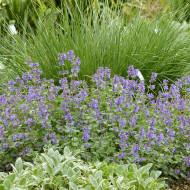 Nepeta racemosa (mussinii) Bleu