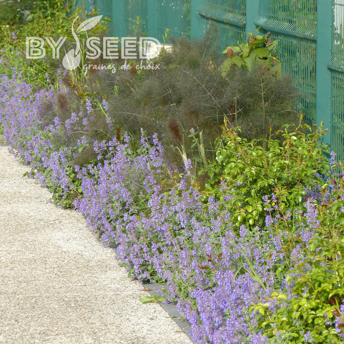 Nepeta racemosa (mussinii) Bleu