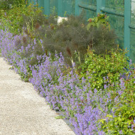 Nepeta racemosa (mussinii) Bleu