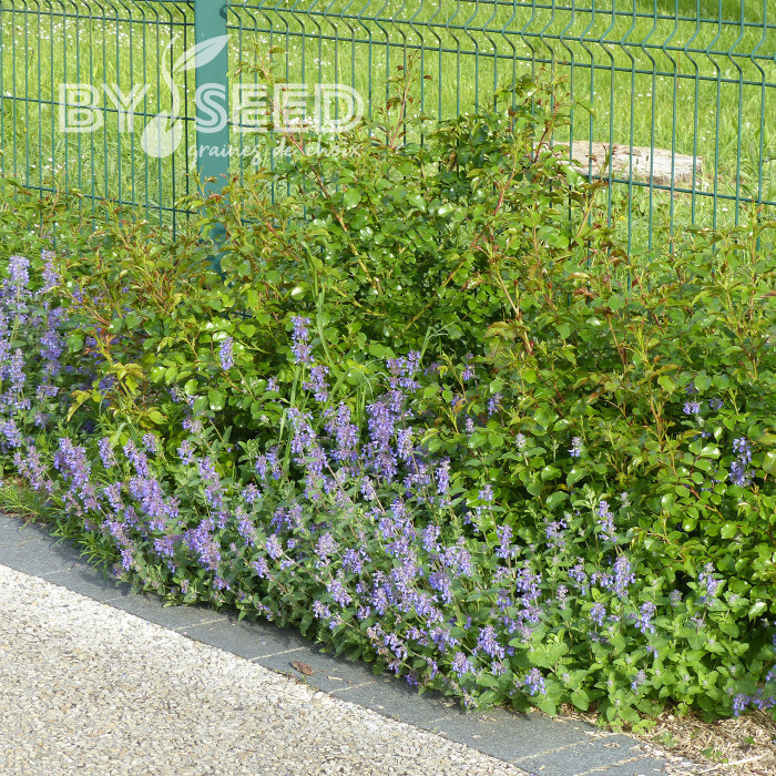 Nepeta racemosa (mussinii) Bleu