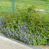 Nepeta racemosa (mussinii) Bleu