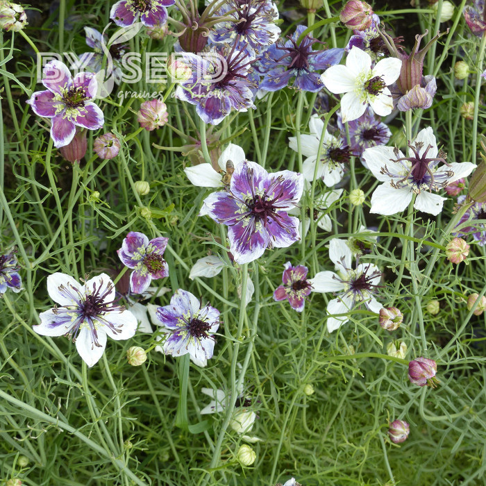 Nigelle d'Espagne Delft Blue