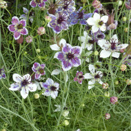 Nigelle d'Espagne Delft Blue