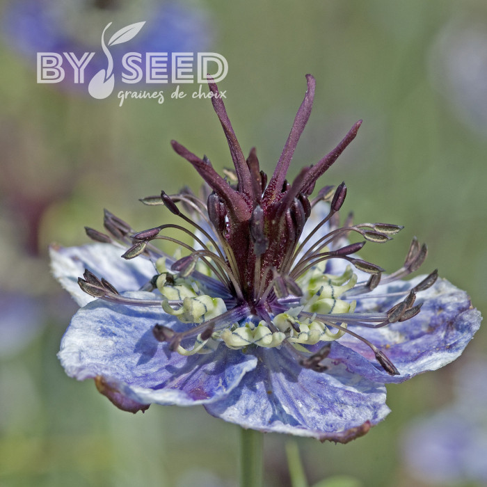 Nigelle d'Espagne Delft Blue