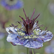 Nigelle d'Espagne Delft Blue