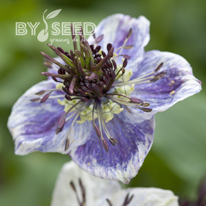 Nigelle d'Espagne Delft Blue