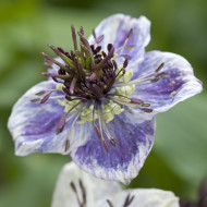 Nigelle d'Espagne Delft Blue