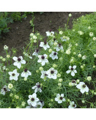 Nigelle d'Espagne Midnight
