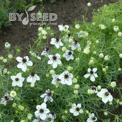 Nigelle d'Espagne Eclipse