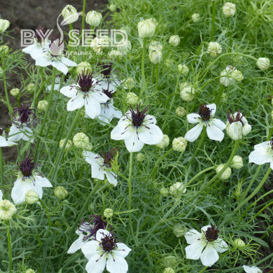 Nigelle d'Espagne Eclipse