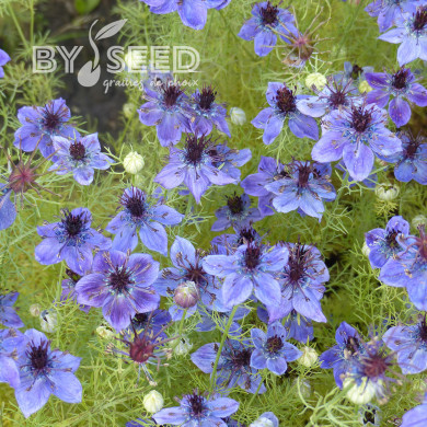 Nigelle d'Espagne Midnight